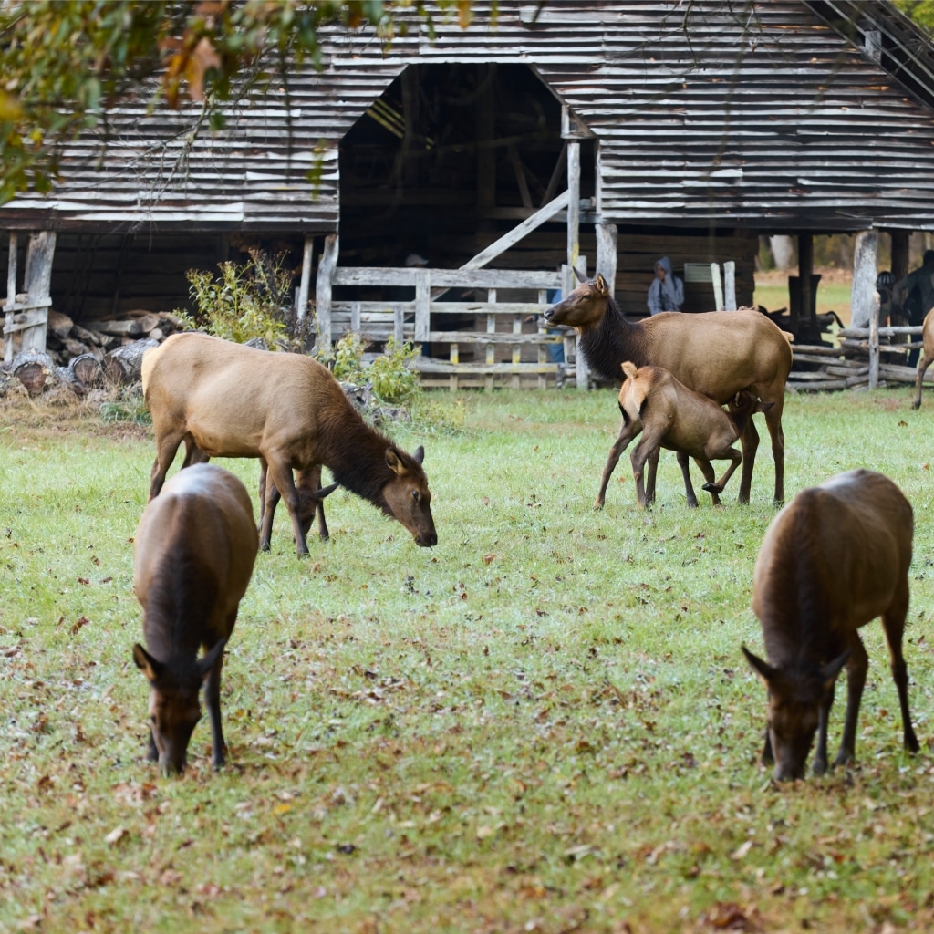 cherokee museum4 2 1133 522 80 s c1