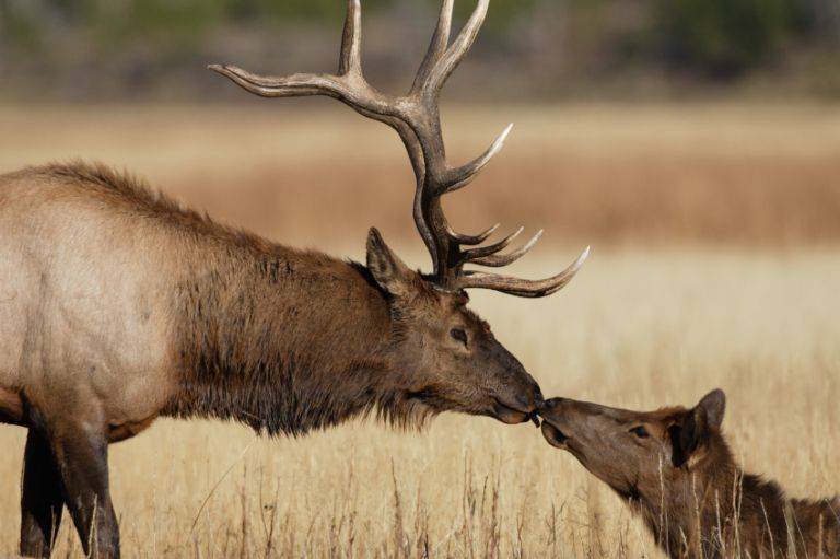 An adult elk with large antlers gently touches noses with a younger elk in a dry grassy field in the fall.