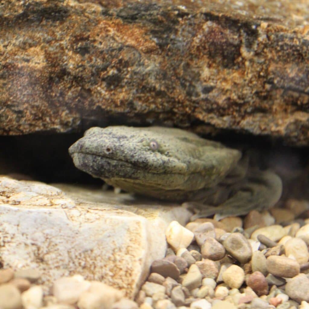 hellbender by cmh4529 flickr 1280 1280 70 int c1