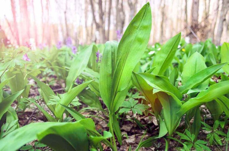 ramps growing in the springtime