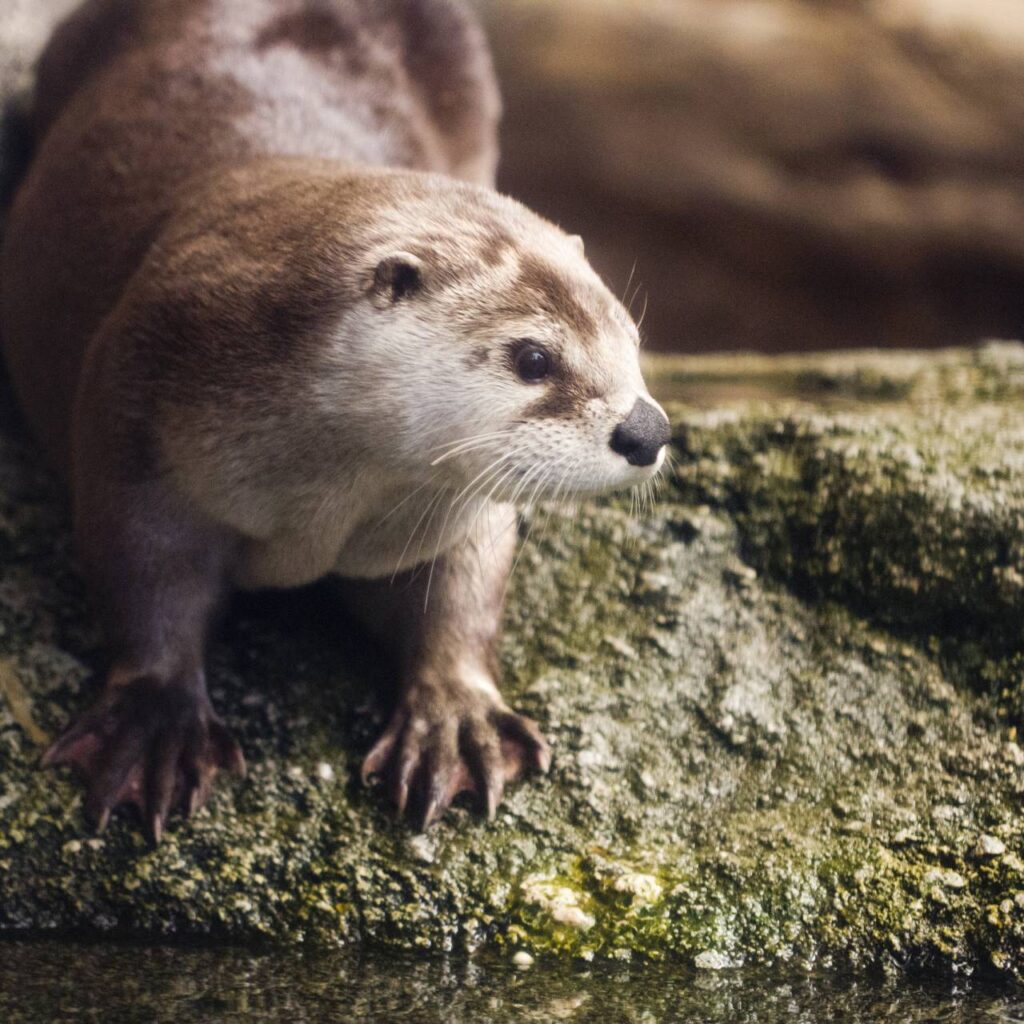 river otter by nathan rupert 1280 1280 70 int c1