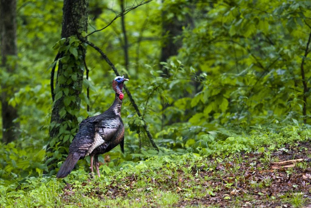 wild turkey by jeffrey pott 1024 683 70 int c1