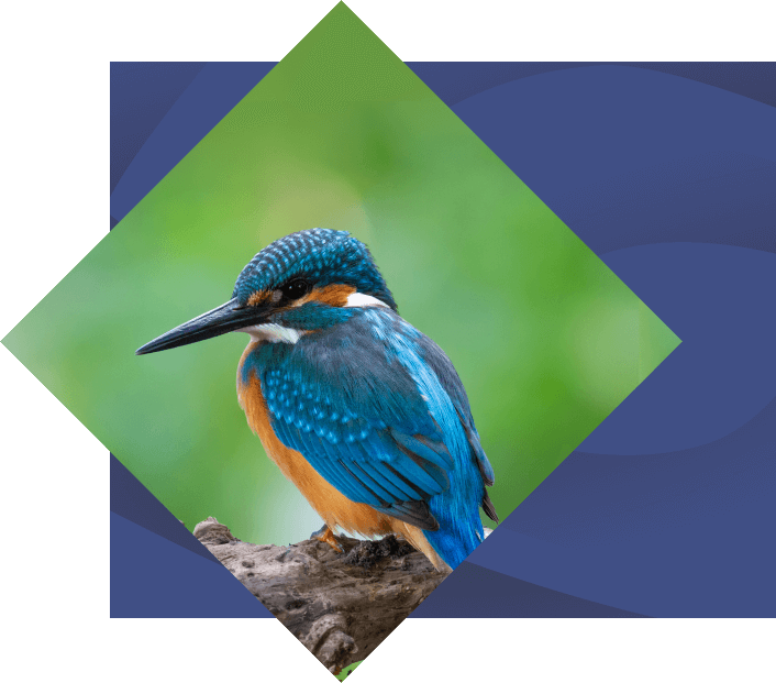 A vibrant kingfisher perched on a branch, displayed within a diamond-shaped frame against a blurred green background.