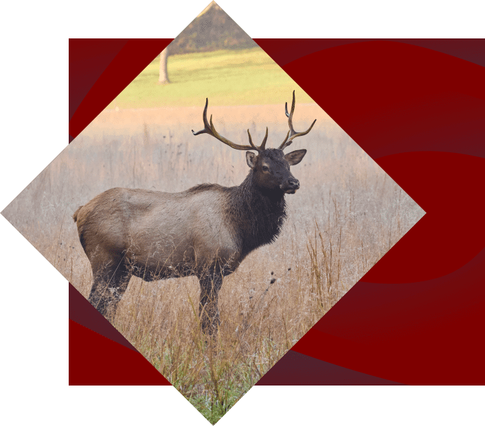 A majestic elk stands in a forest in Cherokee, NC, its large antlers prominent, surrounded by green trees and dappled sunlight.