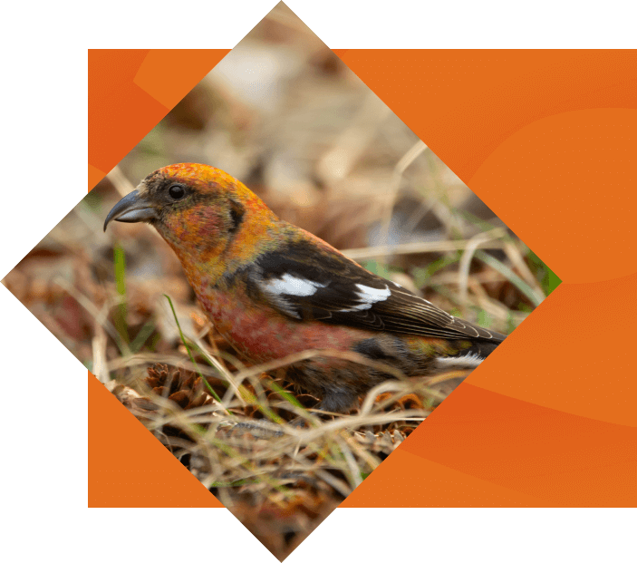A colorful bird with orange, black, and white plumage peering from grass, framed within an orange, diamond-shaped border.