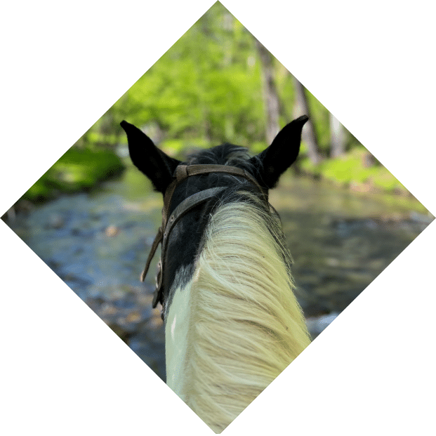 horses head taken by rider from behind while in motion