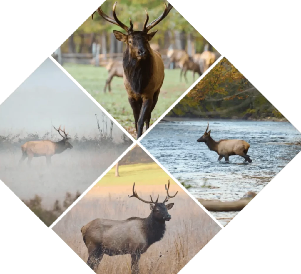 elk collage