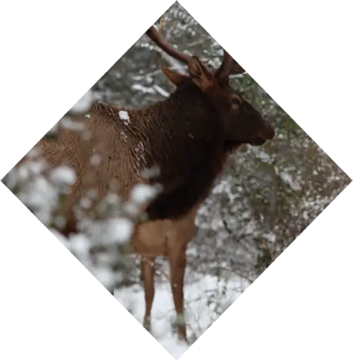 elk in the snow among trees